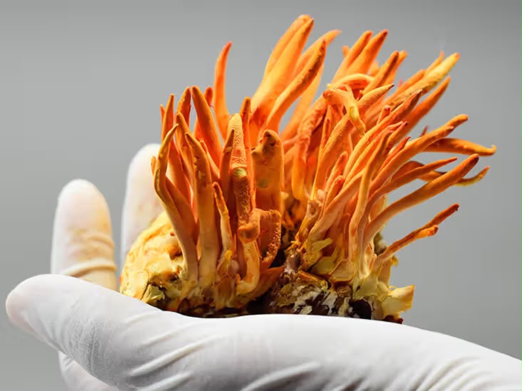 A cluster of Cordyceps militaris fruiting bodies held in a gloved hand