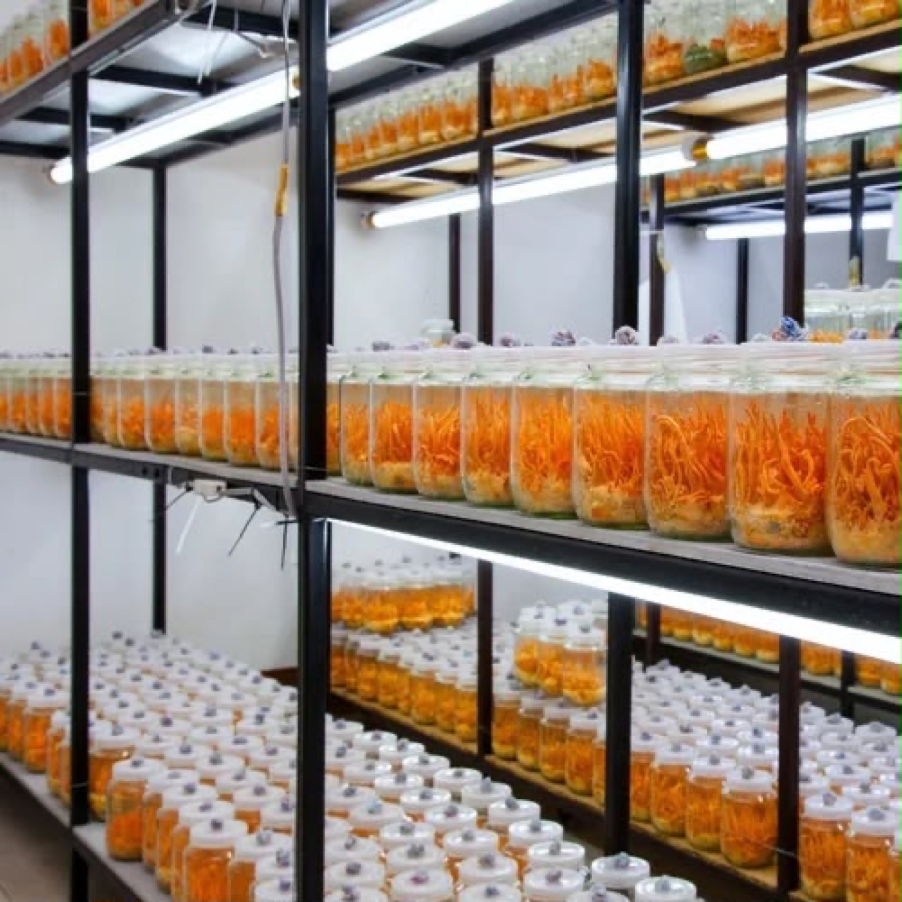 Cultivation shelves of Cordyceps militaris jars under controlled lighting