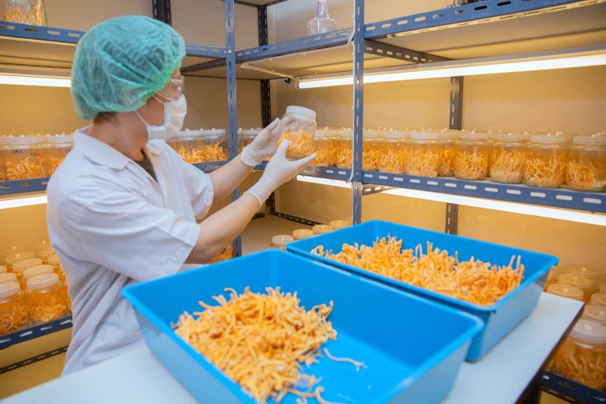 A technician in a clean room checking harvested Cordyceps militaris