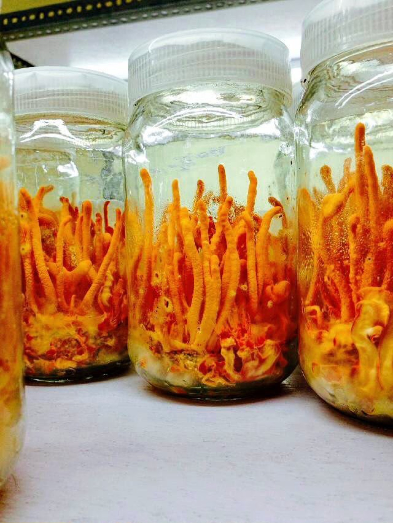 Cordyceps militaris fruiting bodies growing in sealed glass jars